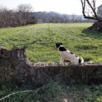 Sevimli köpek koyun güdüyor,Susurluk/yavru köpekler,oyuncu köpekler,Cute dog,kitten dogs,shepherding 1771330601_maxresdefault.jpg
